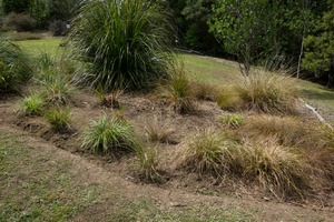 Native grasses after weeding
